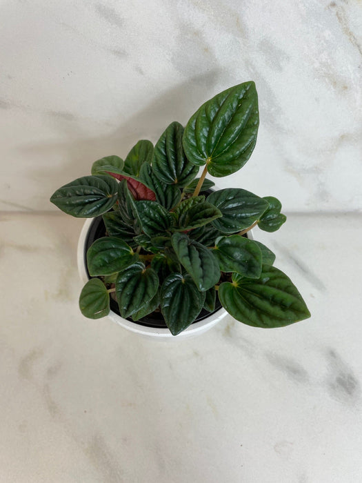 The Plant Farm® Houseplants Peperomia Amazonas, 4" Plant