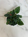 The Plant Farm® Houseplants Peperomia Amazonas, 4" Plant