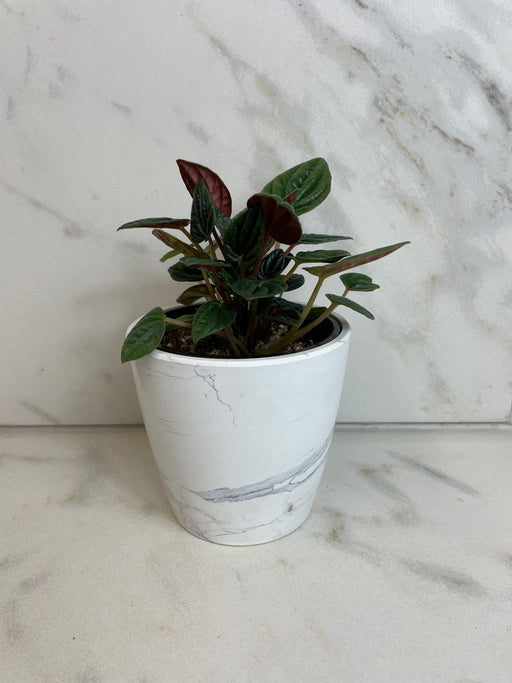 The Plant Farm® Houseplants Peperomia Amazonas, 4" Plant