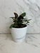 The Plant Farm® Houseplants Peperomia Amazonas, 4" Plant