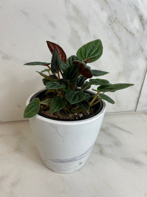 The Plant Farm® Houseplants Peperomia Amazonas, 4" Plant