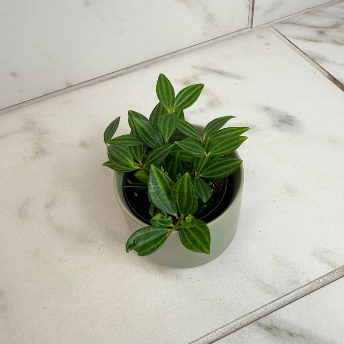 The Plant Farm® Houseplants Peperomia Angulata, 2" Plant