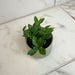 The Plant Farm® Houseplants Peperomia Angulata, 2" Plant
