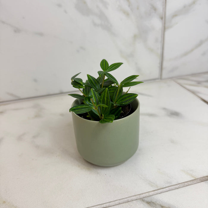 The Plant Farm® Houseplants Peperomia Angulata, 2" Plant