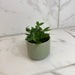 The Plant Farm® Houseplants Peperomia Angulata, 2" Plant