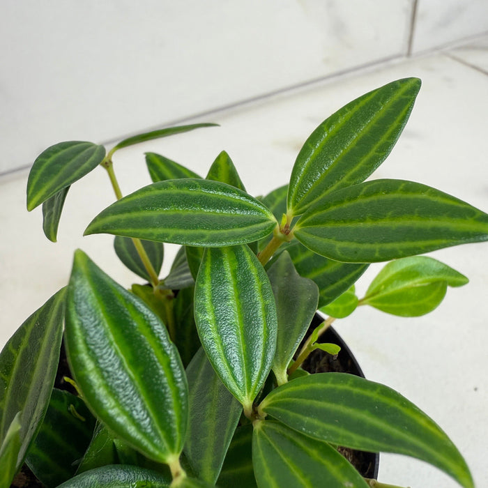 The Plant Farm® Houseplants Peperomia Angulata, 2" Plant