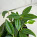 The Plant Farm® Houseplants Peperomia Angulata, 2" Plant