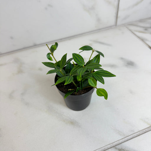 The Plant Farm® Houseplants Peperomia Angulata, 2" Plant