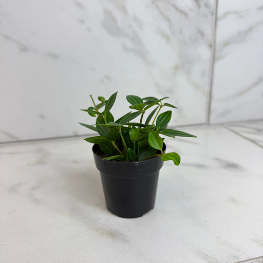 The Plant Farm® Houseplants Peperomia Angulata, 2" Plant