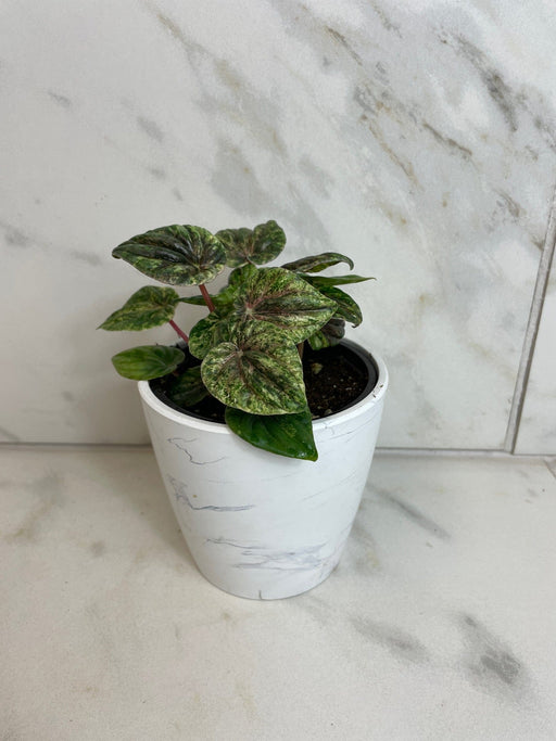 The Plant Farm® Houseplants Peperomia Buenos Aires, 4" Plant