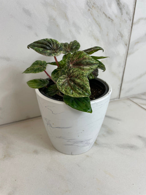 The Plant Farm® Houseplants Peperomia Buenos Aires, 4" Plant