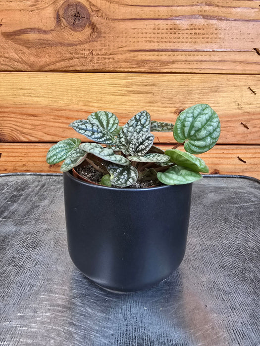 The Plant Farm® Houseplants Peperomia Burbella, 2" Plant