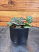 The Plant Farm® Houseplants Peperomia Burbella, 2" Plant