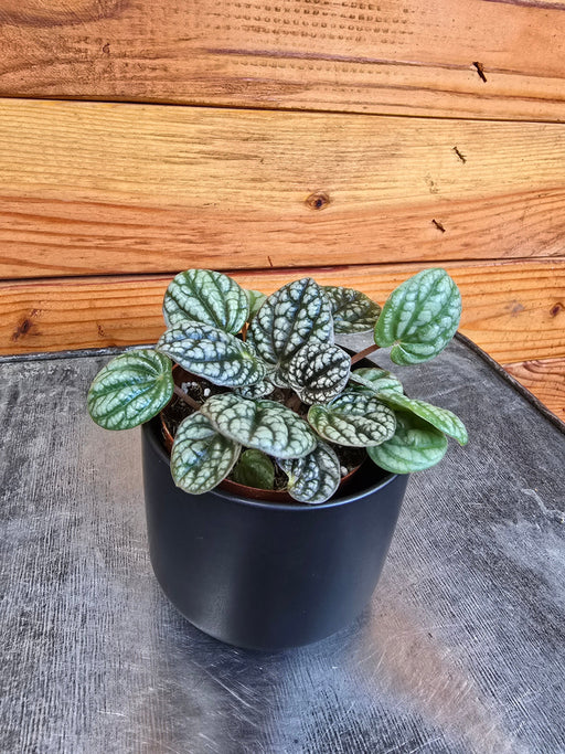 The Plant Farm® Houseplants Peperomia Burbella, 2" Plant