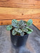 The Plant Farm® Houseplants Peperomia Burbella, 2" Plant