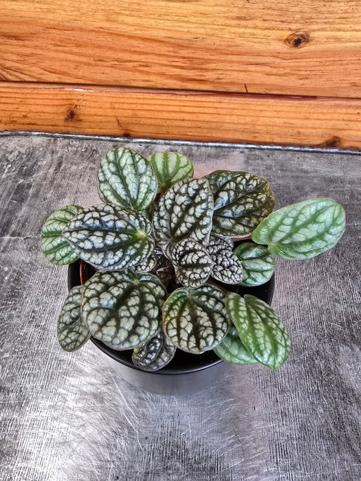 The Plant Farm® Houseplants Peperomia Burbella, 2" Plant