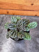 The Plant Farm® Houseplants Peperomia Burbella, 2" Plant