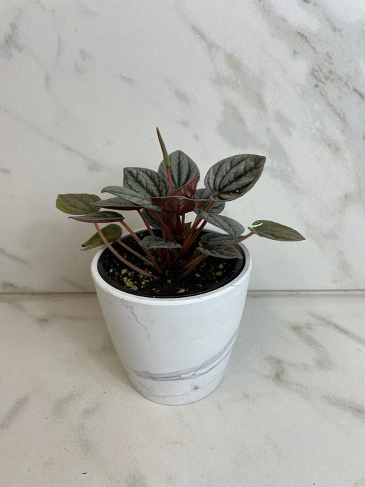 The Plant Farm® Houseplants Peperomia Caracas, 4" Plant