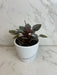 The Plant Farm® Houseplants Peperomia Caracas, 4" Plant