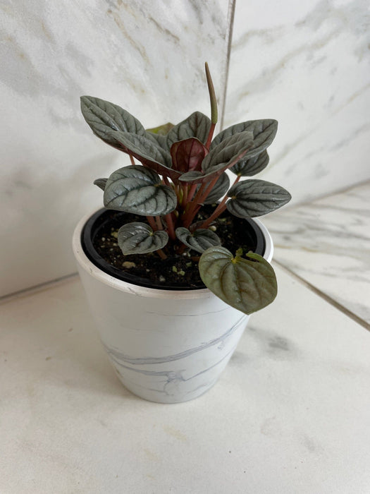 The Plant Farm® Houseplants Peperomia Caracas, 4" Plant