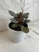 The Plant Farm® Houseplants Peperomia Caracas, 4" Plant
