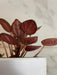 The Plant Farm® Houseplants Peperomia Caracas, 4" Plant