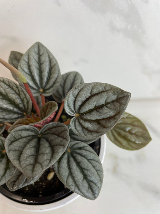 The Plant Farm® Houseplants Peperomia Caracas, 4" Plant