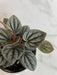 The Plant Farm® Houseplants Peperomia Caracas, 4" Plant