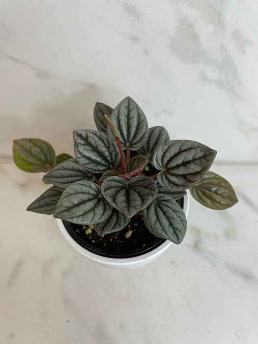 The Plant Farm® Houseplants Peperomia Caracas, 4" Plant