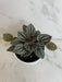The Plant Farm® Houseplants Peperomia Caracas, 4" Plant
