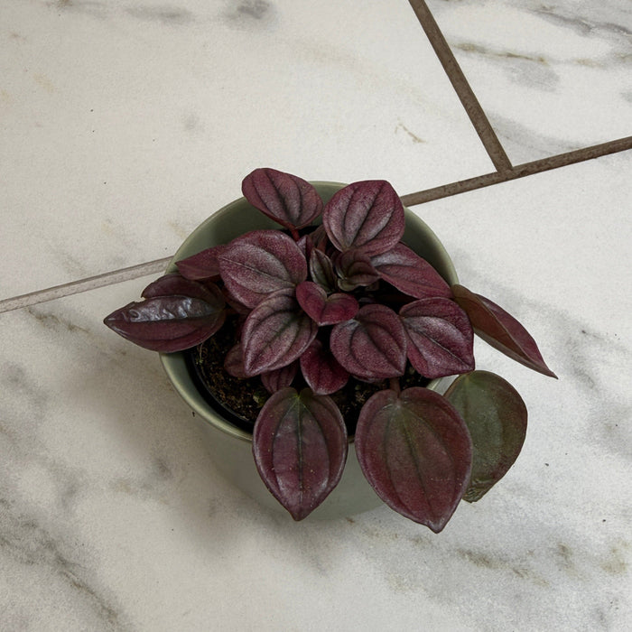 The Plant Farm® Houseplants Peperomia Cayenne, 2" Plant