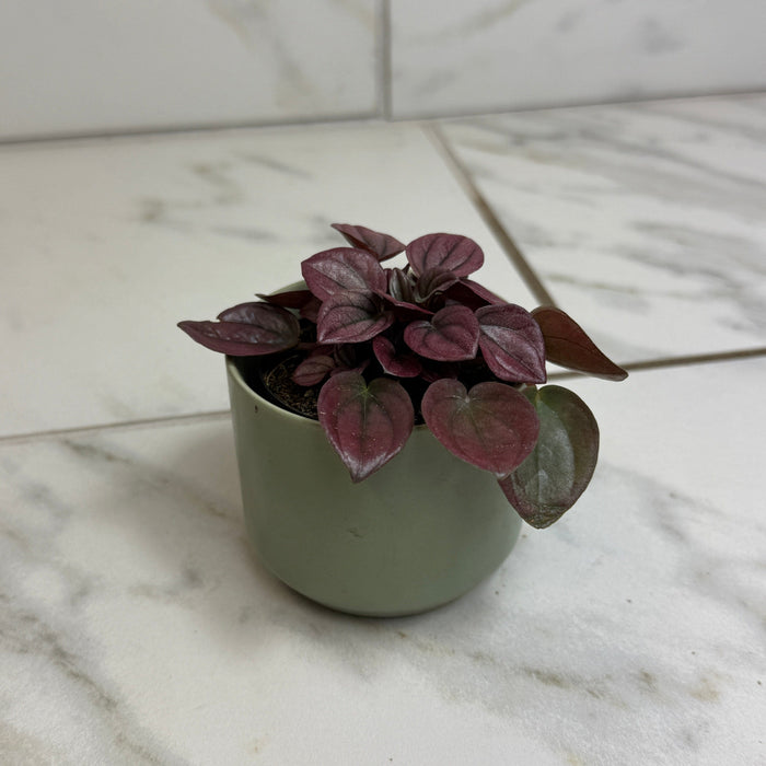 The Plant Farm® Houseplants Peperomia Cayenne, 2" Plant