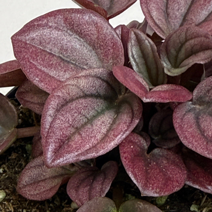 The Plant Farm® Houseplants Peperomia Cayenne, 2" Plant