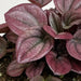The Plant Farm® Houseplants Peperomia Cayenne, 2" Plant