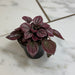 The Plant Farm® Houseplants Peperomia Cayenne, 2" Plant