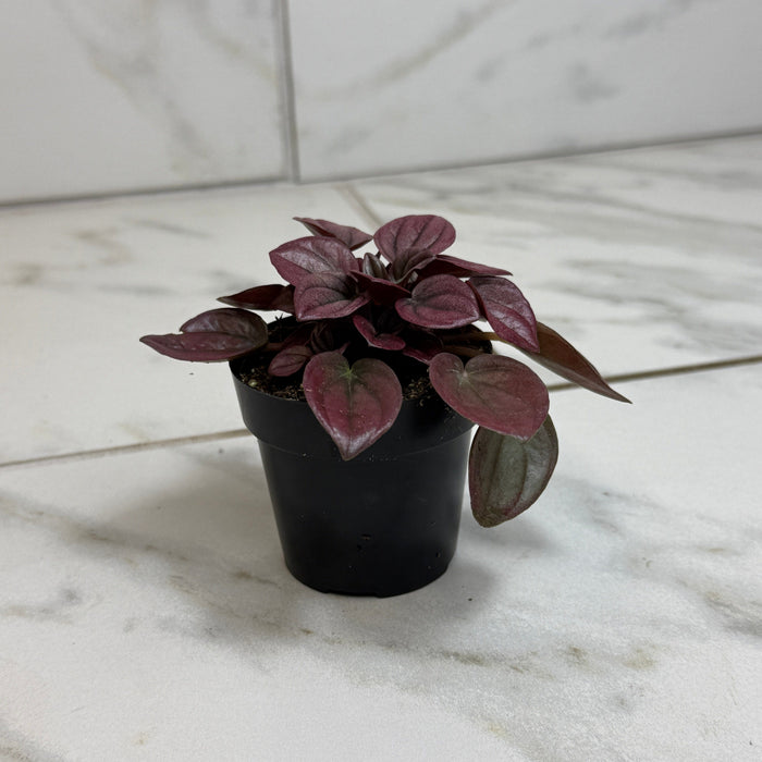 The Plant Farm® Houseplants Peperomia Cayenne, 2" Plant