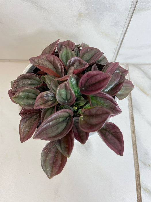 The Plant Farm® Houseplants Peperomia Cayenne, 4" Plant