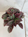 The Plant Farm® Houseplants Peperomia Cayenne, 4" Plant