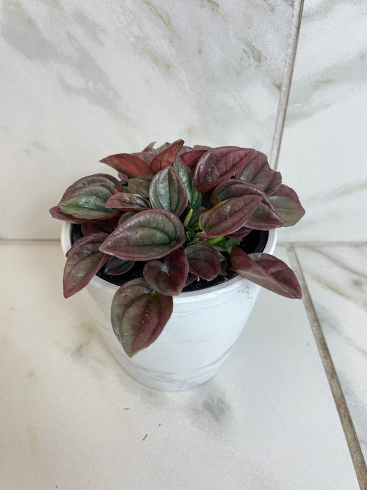 The Plant Farm® Houseplants Peperomia Cayenne, 4" Plant