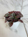 The Plant Farm® Houseplants Peperomia Cayenne, 4" Plant