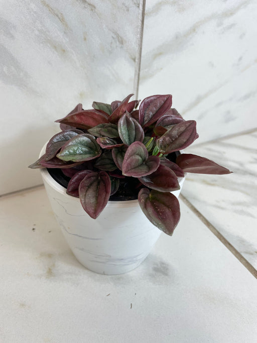 The Plant Farm® Houseplants Peperomia Cayenne, 4" Plant
