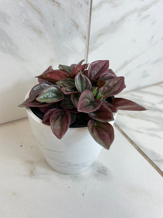 The Plant Farm® Houseplants Peperomia Cayenne, 4" Plant