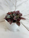 The Plant Farm® Houseplants Peperomia Cayenne, 4" Plant