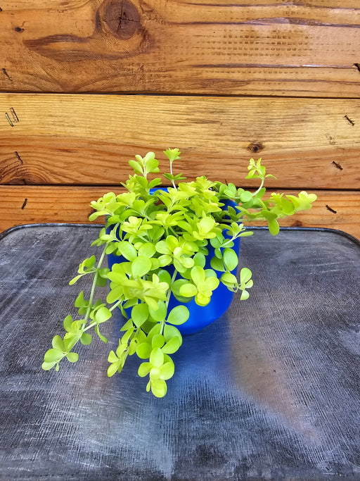 The Plant Farm® Houseplants Peperomia Clusifolia Isabella Yellow, 2" Plant