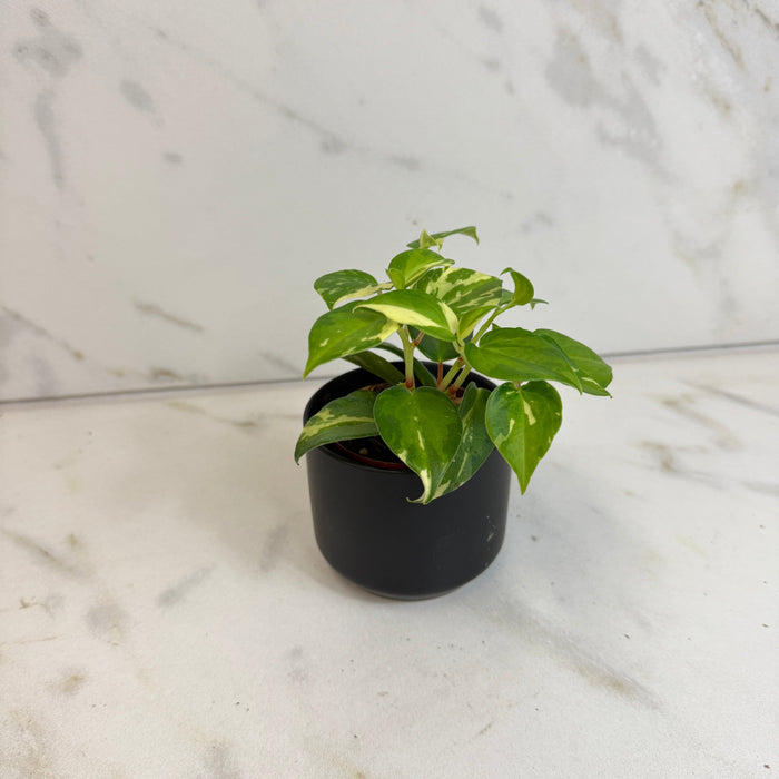 The Plant Farm® Houseplants Peperomia Cranes Flecked, 2" Plant