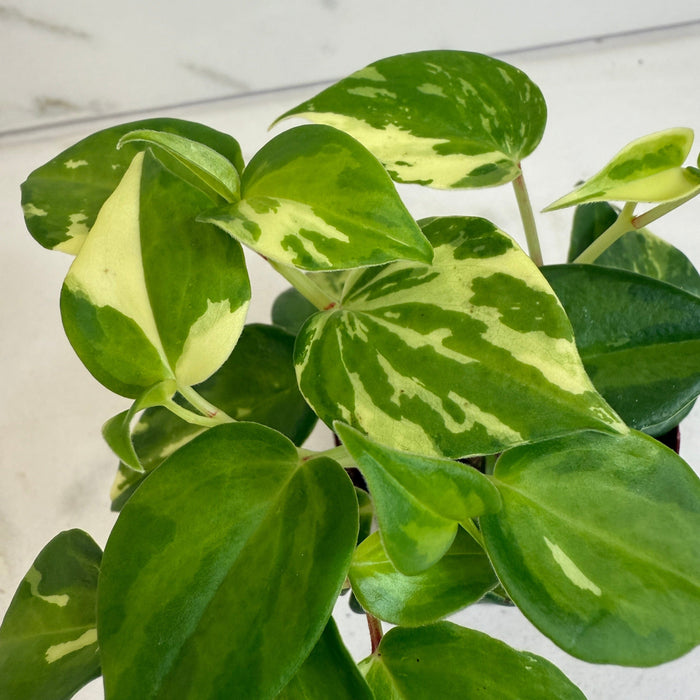 The Plant Farm® Houseplants Peperomia Cranes Flecked, 2" Plant