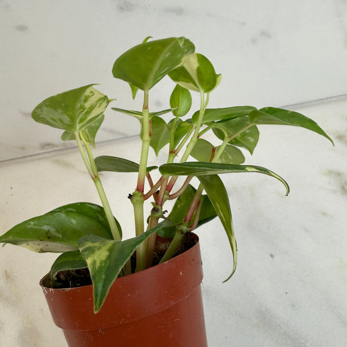 The Plant Farm® Houseplants Peperomia Cranes Flecked, 2" Plant