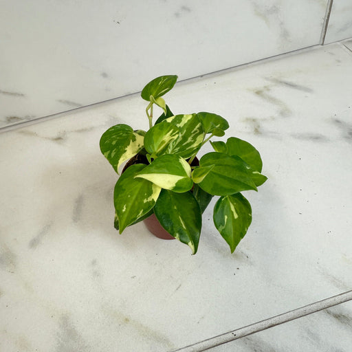 The Plant Farm® Houseplants Peperomia Cranes Flecked, 2" Plant