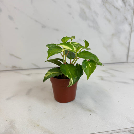 The Plant Farm® Houseplants Peperomia Cranes Flecked, 2" Plant