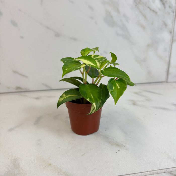 The Plant Farm® Houseplants Peperomia Cranes Flecked, 2" Plant